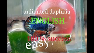 daphnia moina culture Easy way Unlimited production English  with sub Green water Chlorella [upl. by Ahsinyar318]