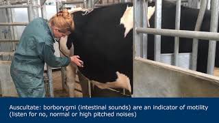 Abdominal examination in ruminants [upl. by Elwyn]