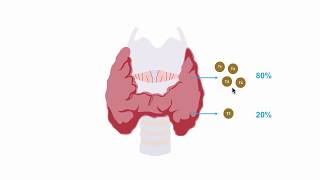 Understanding thryroid hormone production [upl. by Braca]