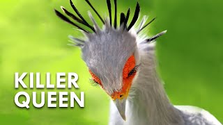 Secretary Birds Killer Queens [upl. by Leihcey266]