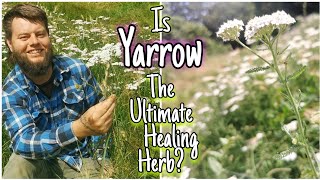 Yarrow  An Ancient Edible amp Medicinal Herb 🌿 Facts Uses amp Mythology Achillea millefolium [upl. by Needan]