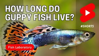 How Long Do Guppy Fish Live shorts [upl. by Ailehc]