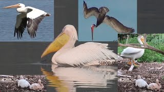 Best Moments of Pelican Birding Great White Pelican Pelecanus onocrotalus [upl. by Airitak349]