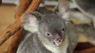 A Day Out At Lone Pine Koala Sanctuary Australia [upl. by Nerraj]