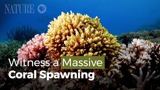 Witness a Massive Coral Spawning [upl. by Eirrot907]