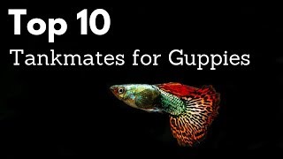 Top 10 Tankmates for Guppies Poecilia reticulata Million Fish [upl. by Pentheam]