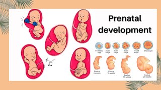 Prenatal development  Stages of prenatal development [upl. by Phyllida]