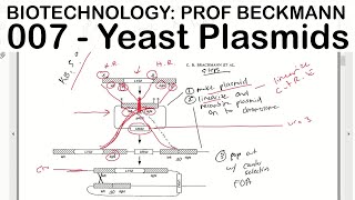 Biotechnology 007 Yeast Plasmids Prof Beckmann [upl. by Aicnelev]