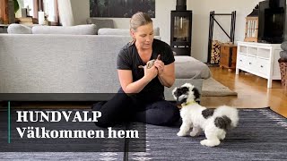 HUNDVALP  Välkommen hem [upl. by Simonsen624]