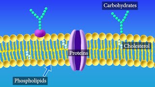 Cell Membrane Structure and Function [upl. by Aneram]