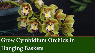 How to grow Cascading Cymbidium Orchids in Hanging Baskets [upl. by Dahcir947]