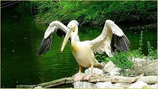 Pelecanus onocrotalus  Linnaeus 1758  Pelecanidae  Pélican blanc  France  082019 [upl. by Beltran665]