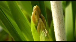 Cymbidium Spikes  more on spike identification amp care [upl. by Yrolam]