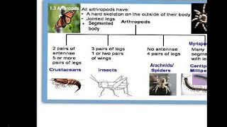 Classification of Arthropoda [upl. by Aicenek]