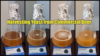 Harvest Yeast from Commercial Beer  Step by Step Instructions [upl. by Katine642]