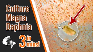 How to culture DAPHNIA MAGNA  The easy way [upl. by Ekard]