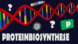 Proteinbiosynthese  komplett amp einfach erklärt [upl. by Elin]