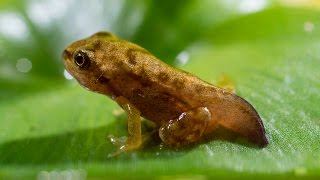 Frog spawn to froglet development Panasonic GH4 [upl. by Nolyd]