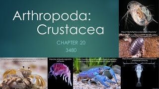 3840Chapter 20 Arthropoda Crustacea [upl. by Ilan137]