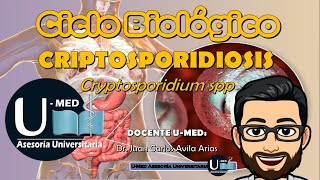 ✔CICLO BIOLÓGICO CRIPTOSPORIDIOSIS [upl. by O'Malley]