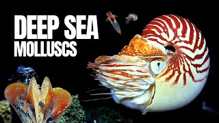 Molluscs in Marine Ecosystems [upl. by Dwain]