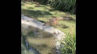 Lone Pine Koala Sanctuary Zoo [upl. by Anagnos215]