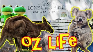 Lone Pine Koala Sanctuary  OZ Life [upl. by Acimak336]