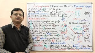 Diabetes Mellitus Part10 Mechanism of Action of Sulfonylurease  Antidiabetic Drugs  Diabetes [upl. by Boyes508]