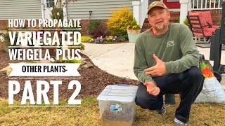 How to Propagate Variegated Weigela Plus Tips for Garden Success [upl. by Summer]