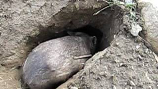 Wombat digging earth at Lone Pine Koala Sanctuary [upl. by Stephania895]