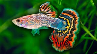 How to Care for Guppy Fish [upl. by Ardnekal]