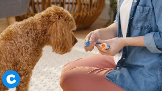 How to Brush Your Dog’s Teeth  Chewy [upl. by Emerick]