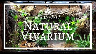 How to build a Natural Vivarium From Scratch [upl. by Ekeiram]