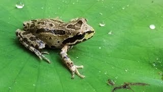 Frog Pond  Build a Pond for Frogs  Part 1 [upl. by Noffets]