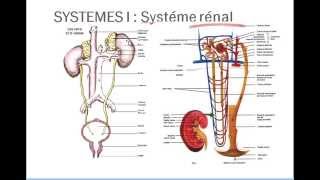 Introduction au système cardiovasculaire [upl. by Yevreh]