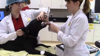 Canine Endotracheal Tube Placement Veterinary Technician Education [upl. by Oswal295]