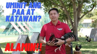 SABONG TIPS Mainit Na Paa at Katawan Ng Manok Sa Araw Ng Laban  Paano Ito Maiiwasan [upl. by Rasla]