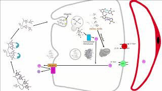 Thyroid Part 2  Thyroid Hormone Synthesis [upl. by Hankins]