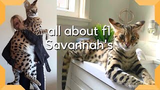 Savannah Cat  The Most Expensive Pet in the world  Largest cat breed F1 Savannah savannahcatscom [upl. by Ynez]