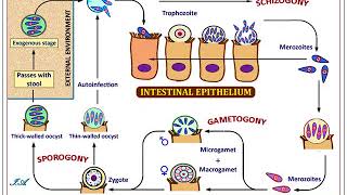 Cryptosporidium parvum Year1  Sem2 [upl. by Wende]