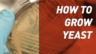 How to grow Yeast  Singer Instruments [upl. by Zirkle]