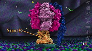 ATP synthase in action [upl. by Aknaib]