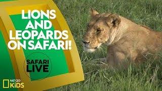 Lions and Leopards on Safari  Safari Live [upl. by Picker405]