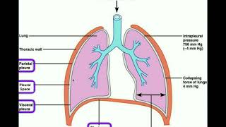 Anatomy  Body Cavities amp Serous Membranes [upl. by Nisse940]