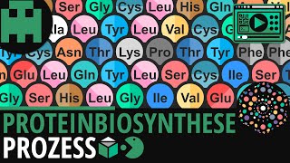 Proteinbiosynthese │Biologie Lernvideo Learning Level Up [upl. by Nnyltiac125]