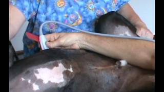 Learning Ultrasound for Veterinarians [upl. by Rosita532]