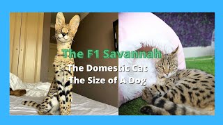 F1 Savannah Cats  Half Serval Cat amp Half Domestic Exotic Cats 2021 [upl. by Alcina]