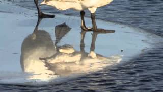 Trumpeter swans frolic in Vadnais Heights [upl. by Alfonso]