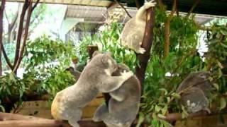 Koalas Fighting [upl. by Hadrian]