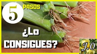 🌵Cómo reproducir suculentas por hojas en 5 PASOS⭐️PARTE 12 [upl. by Hermy]